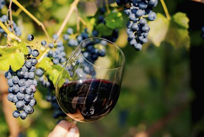 Glass of wine next to grapes on a vine