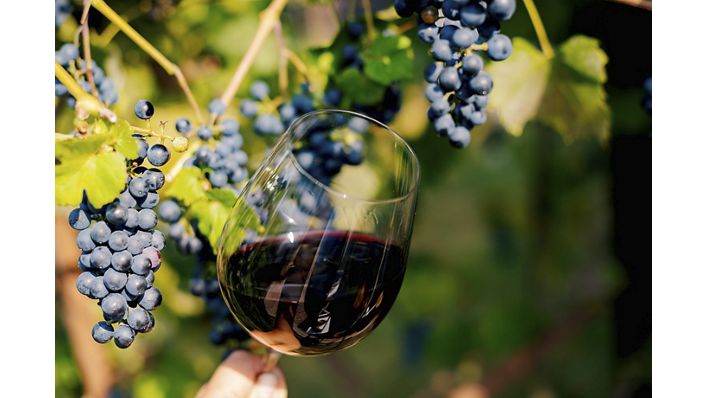 Glass of wine next to grapes on a vine