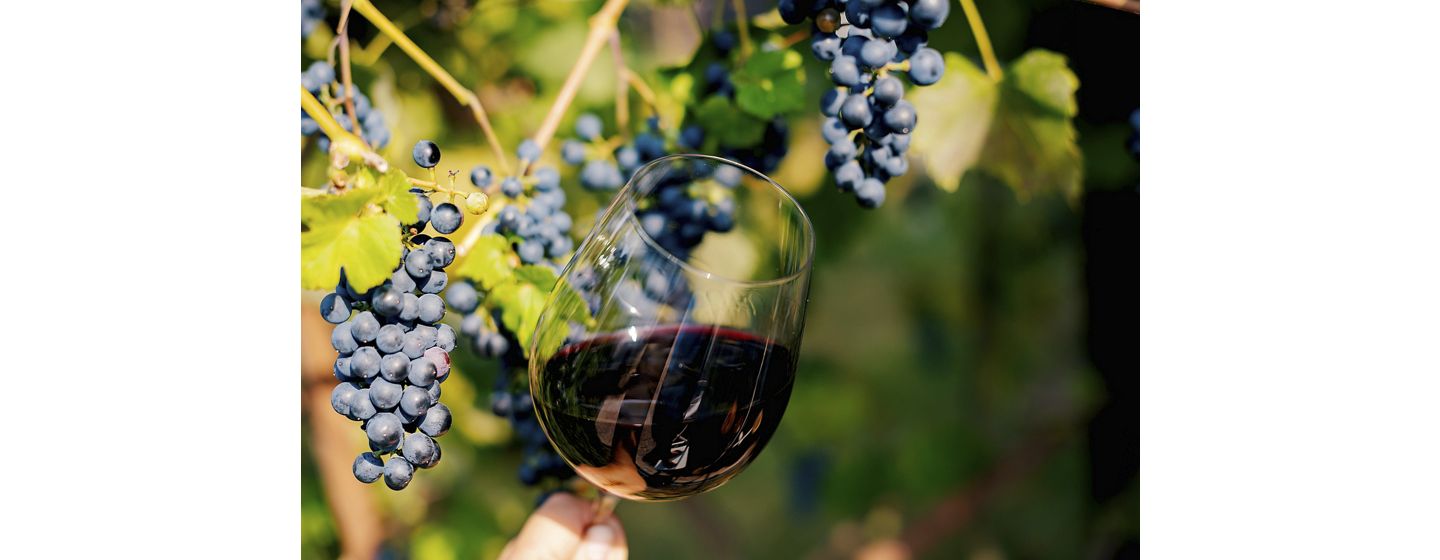 Glass of wine next to grapes on a vine