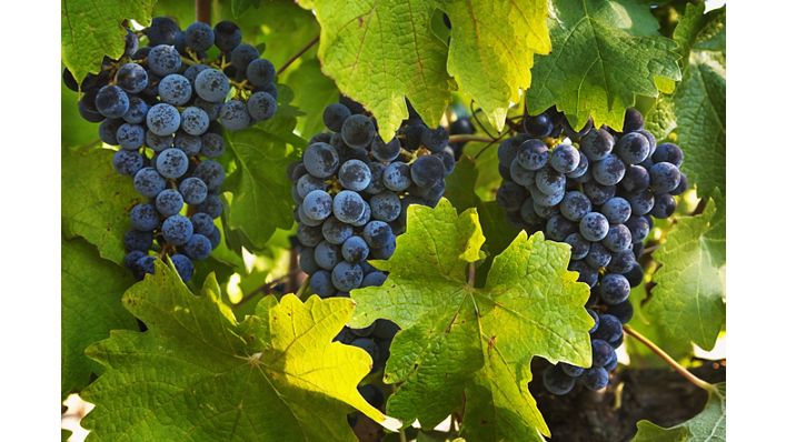 Close-up of grapes on the vine in California wine country.