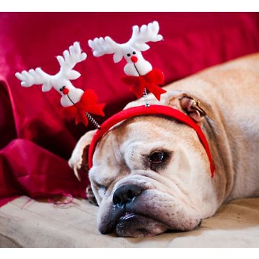 Stock photo of dog wearing festive head gear