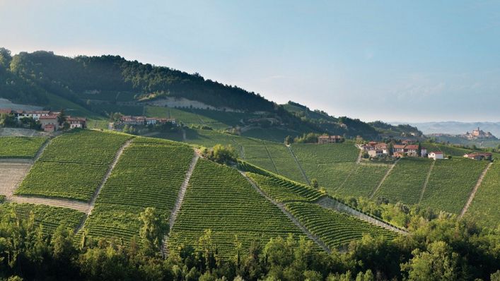 Rolling hills adorned with orderly vineyard rows under a clear sky, showingf Pio Cesare's winemaking region.